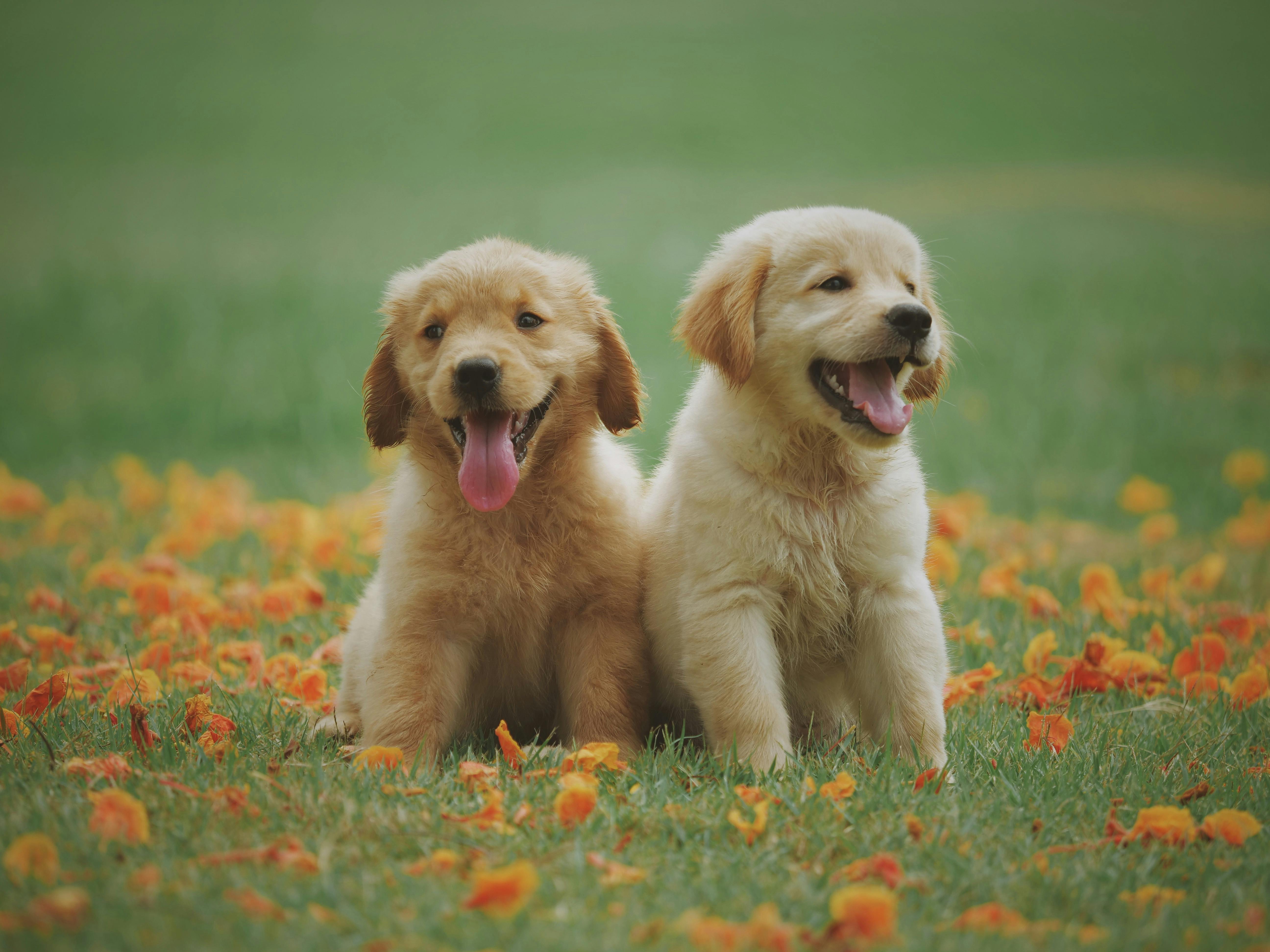 Golden retriever sitting in a sunny park with trees in the background